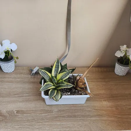 Appartement Nuevo Con Parking Y Piscina Gratis *